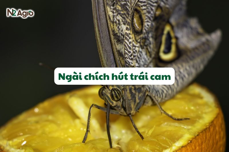 ngai chich hut trai cam