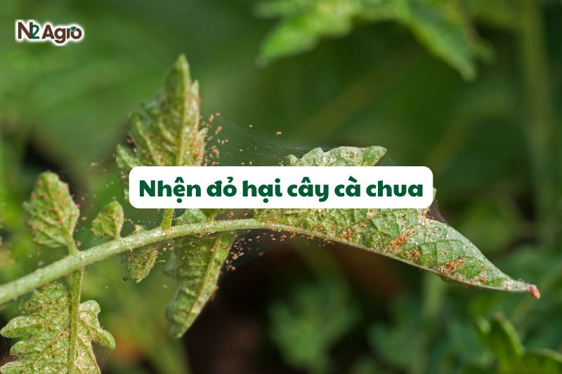 nhen do hai cay ca chua