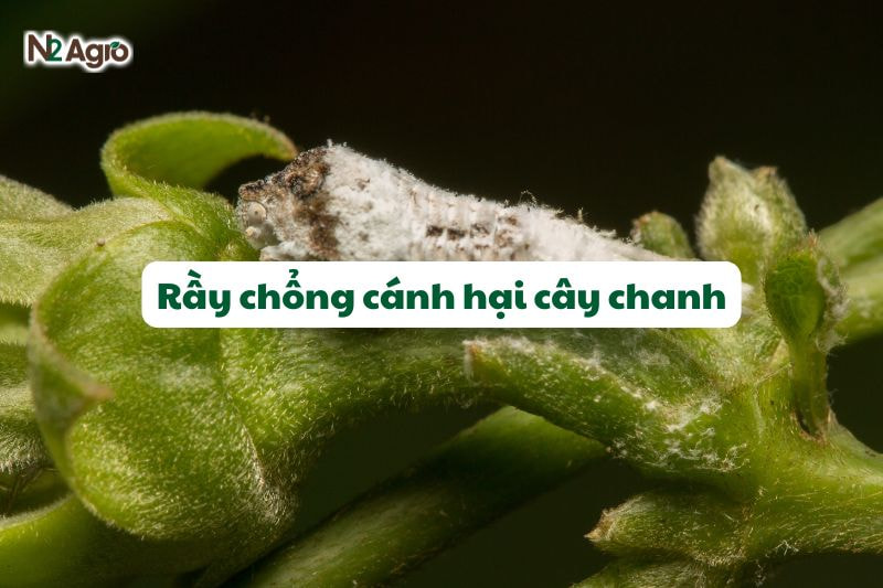 ray chong canh hai chanh