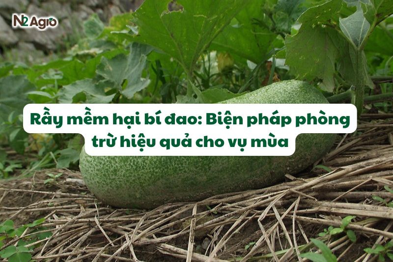 ray mem hai bi dao
