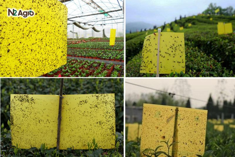 Rệp muội hại cà rốt: Biện pháp phòng trừ hiệu quả cho vụ mùa Dùng bẫy dính vàng (3-5 bẫy/1000 m²) để diệt rệp có cánh, giảm mật độ lây lan hiệu quả hơn.