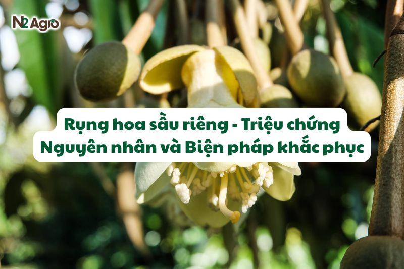 rung hoa sau rieng