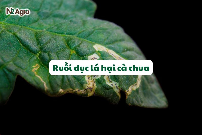 ruoi duc la hai ca chua