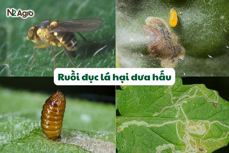 ruoi duc la hai dua hau