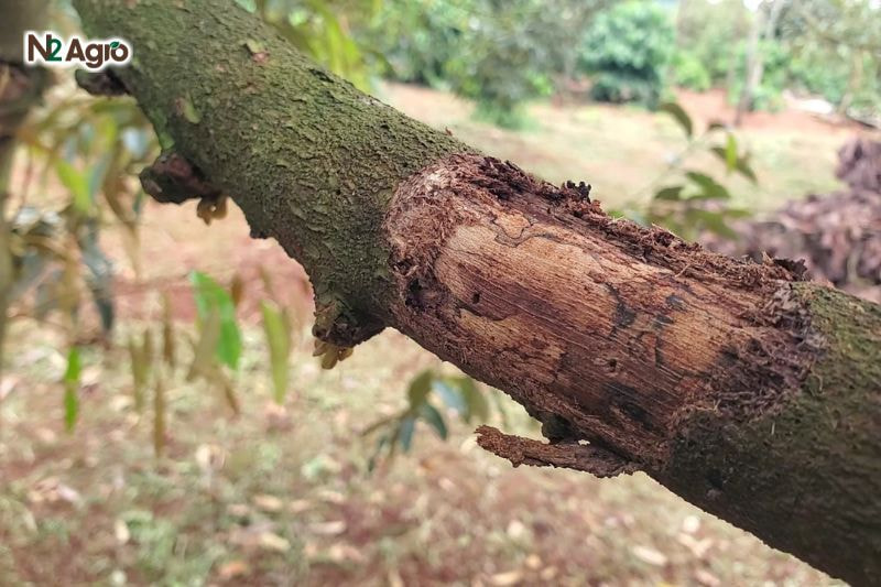 Sâu hại cành sầu riêng: Biện pháp phòng trừ hiệu quả cho vụ mùa Mọt đục cành (Xyleborus spp.) dài 2-3 mm, tấn công gốc, thân, cành sầu riêng hiện nay.