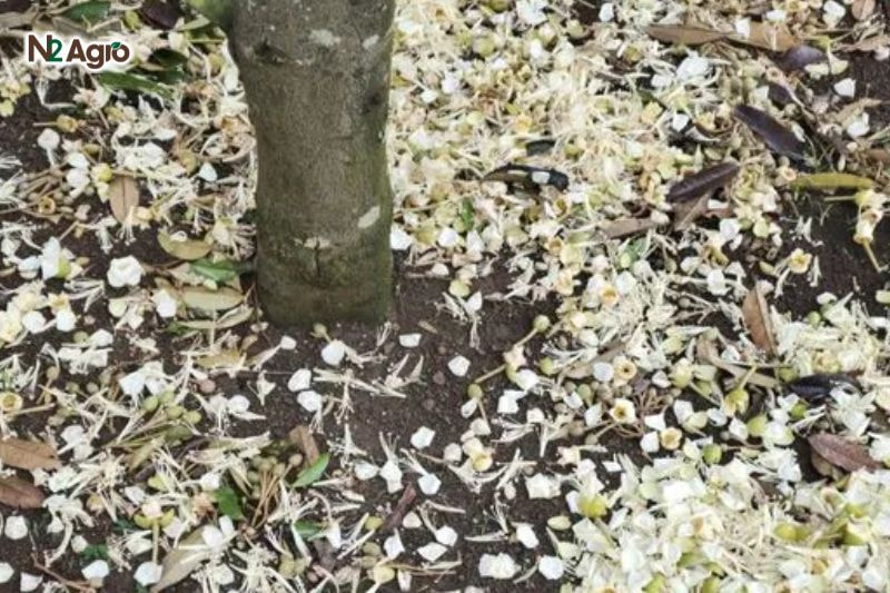 Sâu hại hoa sầu riêng: Biện pháp phòng trừ hiệu quả cho vụ mùa Hoa rụng, tỷ lệ đậu quả giảm, cây suy yếu, lá cháy, ảnh hưởng quang hợp hiện nay