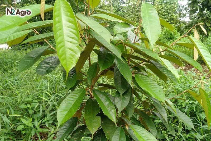 Sâu hại lá sầu riêng sau hai la sau rieng