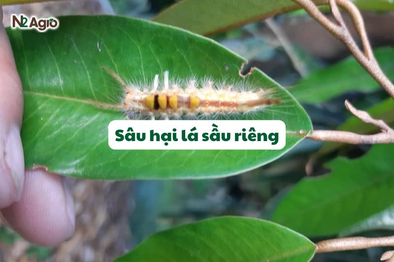 sau hai la sau rieng