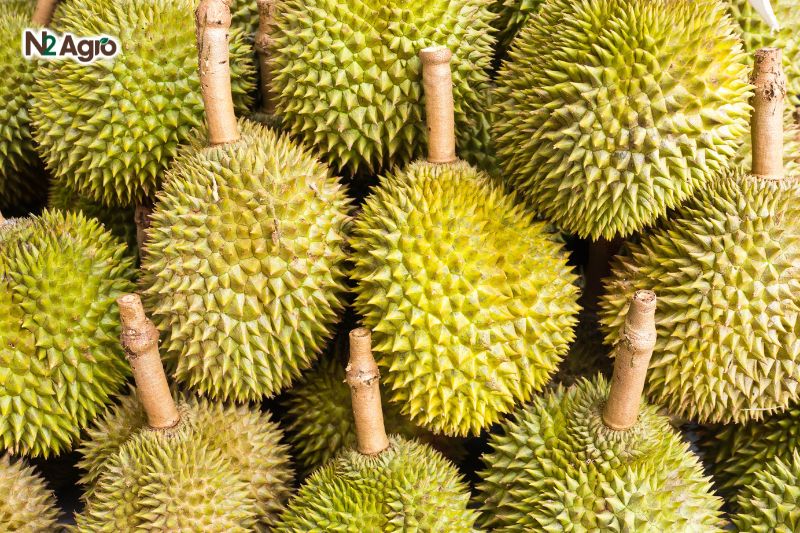 Sâu hại quả Sầu riêng sau hai qua sau rieng