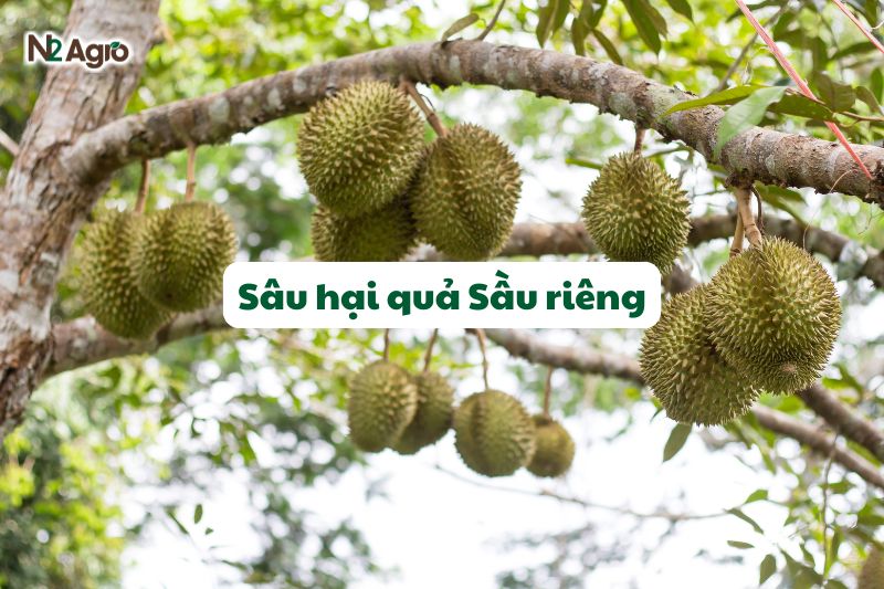 sau hai qua sau rieng