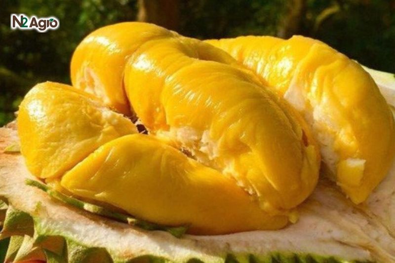 Sầu riêng hạt lép sau rieng hat lep