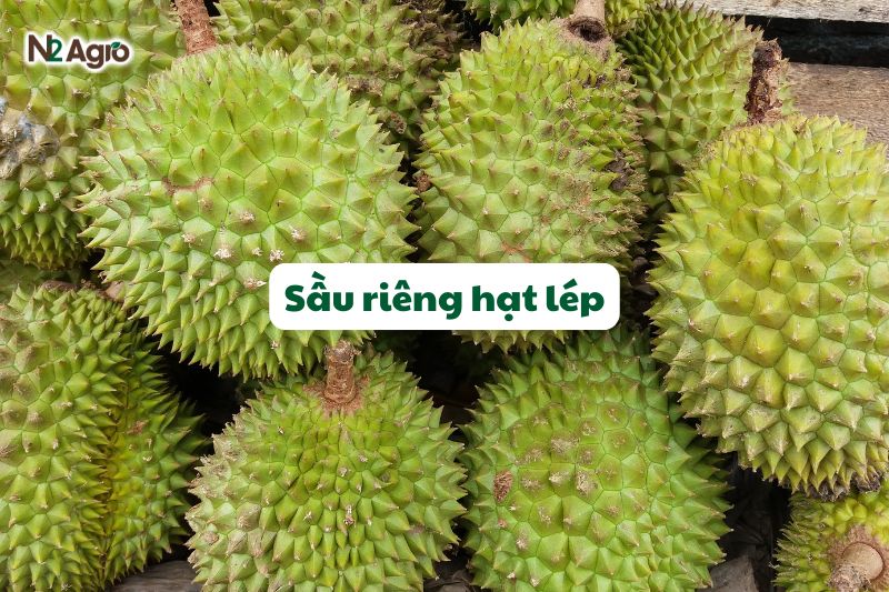 sau rieng hat lep