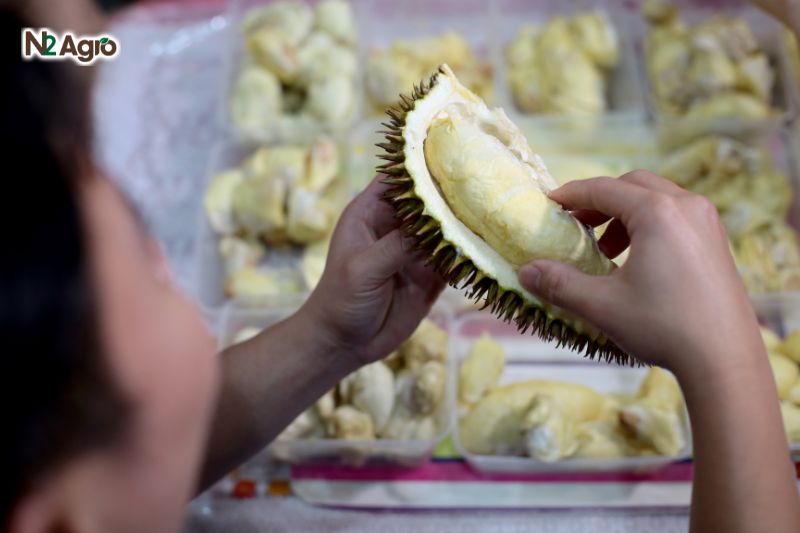 Sầu riêng hạt lép sau rieng hat lep