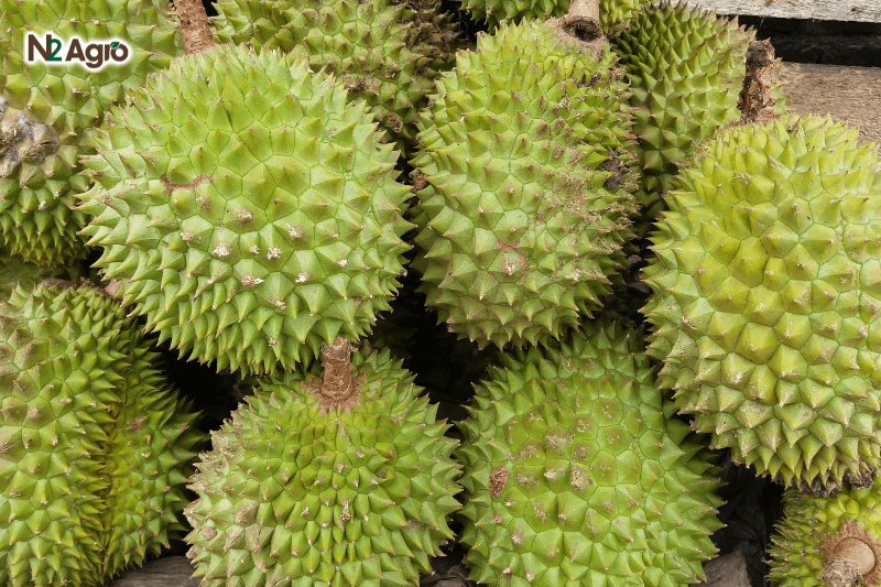 Sầu riêng hạt lép sau rieng hat lep