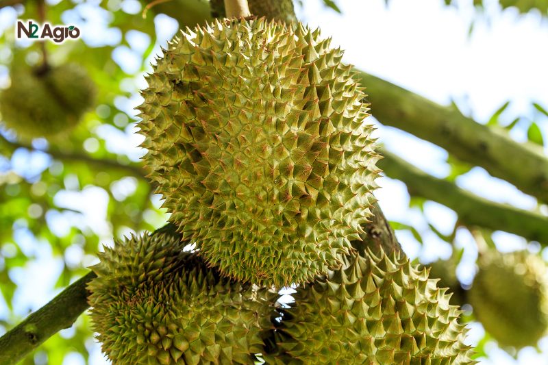Sầu riêng to trái cần chăm sóc thế nào? sau rieng to trai can cham soc the nao