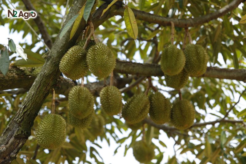 Sầu riêng to trái cần chăm sóc thế nào? sau rieng to trai can cham soc the nao