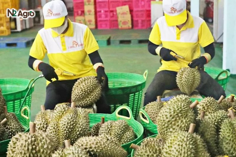 Sầu riêng xuất khẩu Úc: Tiêu chuẩn cần đạt để chinh phục thị trường Trái đồng đều, trọng lượng 2-4 kg, không nứt, dập, biến dạng, cơm vàng, hạt lép hiệu quả hơn.