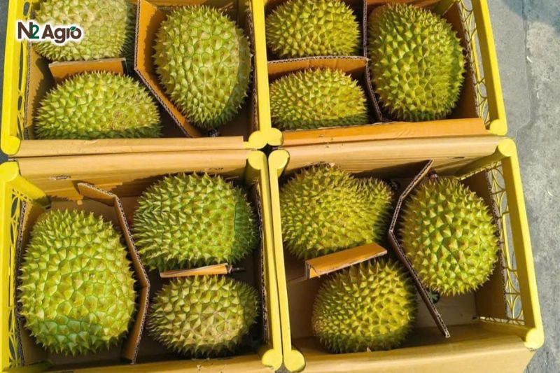Sầu riêng xuất khẩu Úc: Tiêu chuẩn cần đạt để chinh phục thị trường Sử dụng thùng carton 5 lớp (40-45 cm dài, 25-30 cm rộng, 20-25 cm cao), có lỗ thông khí hiện nay.