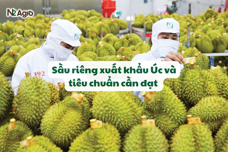 sau rieng xuat khau uc
