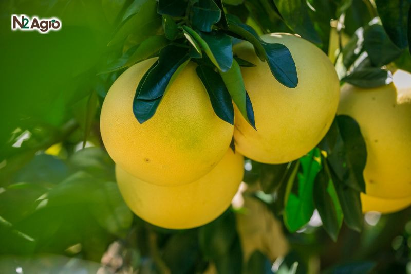 Sâu vẽ bùa hại bưởi sau ve bua hai buoi