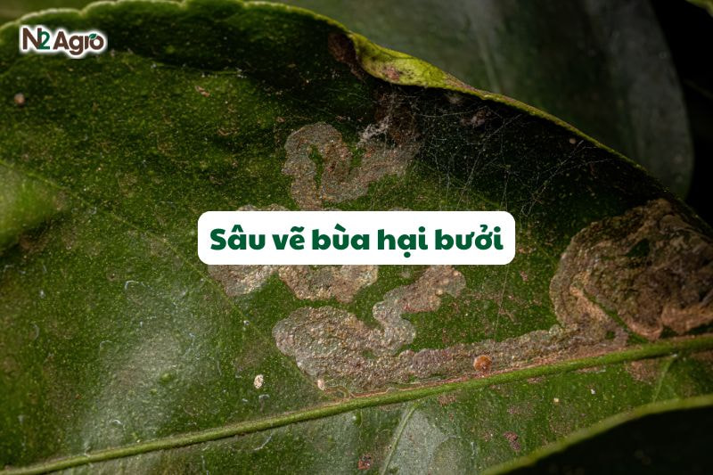 sau ve bua hai buoi