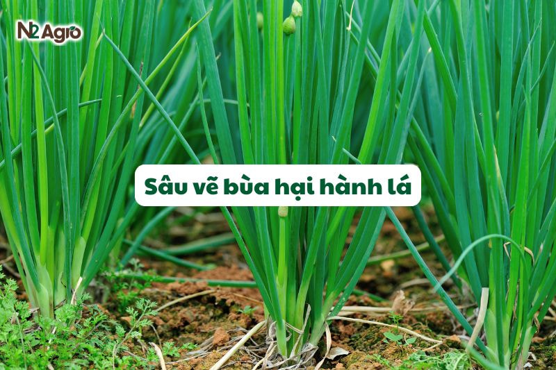 sau ve bua hai hanh la