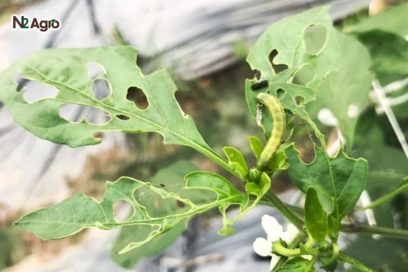 Sâu xanh da láng hại ớt: Biện pháp phòng trừ hiệu quả cho vụ mùa Sâu ăn lá non, tạo lỗ trên lá già, làm cây mất nước, yếu, giảm khả năng ra hoa hiện nay.