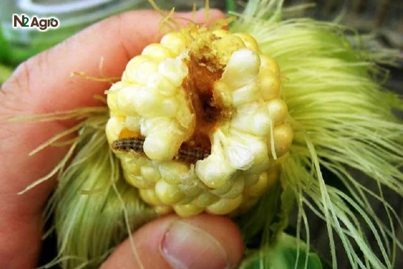 Sâu cắn phá lá, bông, hạt bắp, để lại lỗ đục, tấn công mạnh từ giai đoạn trổ cờ hiện nay.
