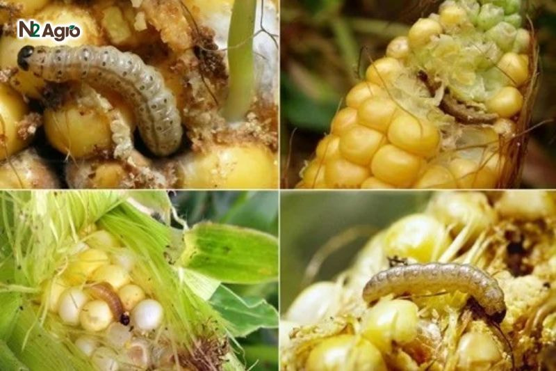 Sâu xanh đục bắp: Biện pháp phòng trừ hiệu quả cho vụ mùa Sâu đục hạt bắp, làm mất giá trị sử dụng, năng suất giảm 50-70% khi nhiễm nặng hiện nay.