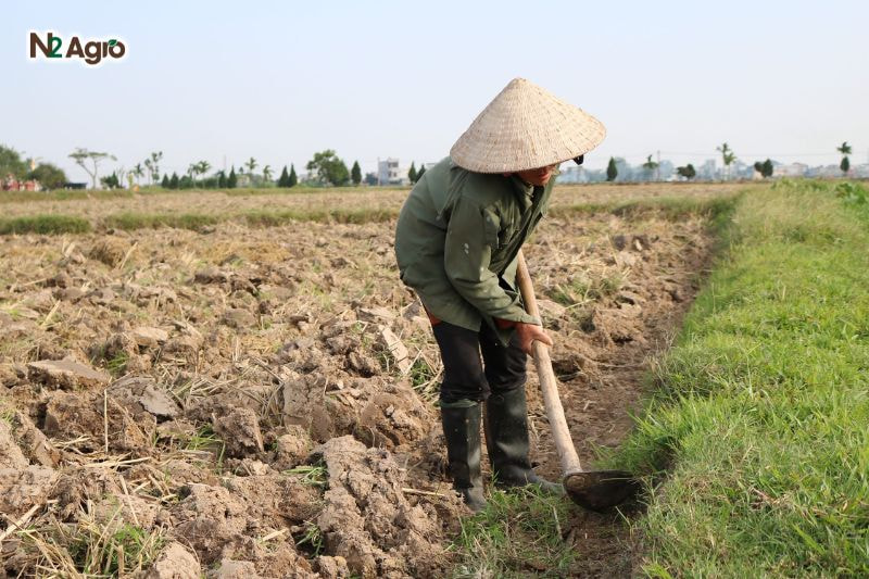 Sâu xanh đục bắp: Biện pháp phòng trừ hiệu quả cho vụ mùa Phơi ải đất 5-7 ngày trước trồng, giảm nơi trú ẩn của sâu, hạn chế lây lan hiệu quả hơn.
