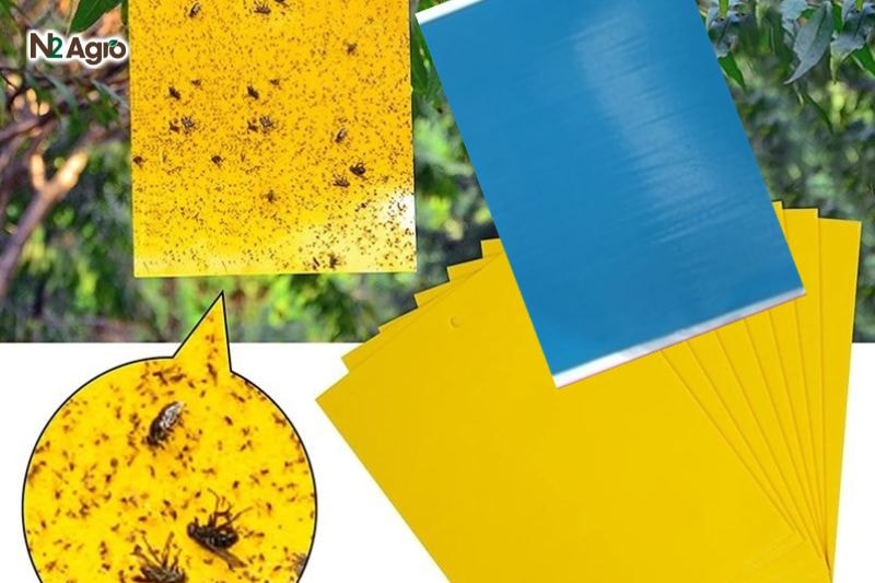 Đặt bẫy dính vàng (3-5 bẫy/1000 m²) để diệt bướm trưởng thành, giảm đẻ trứng hiệu quả hơn