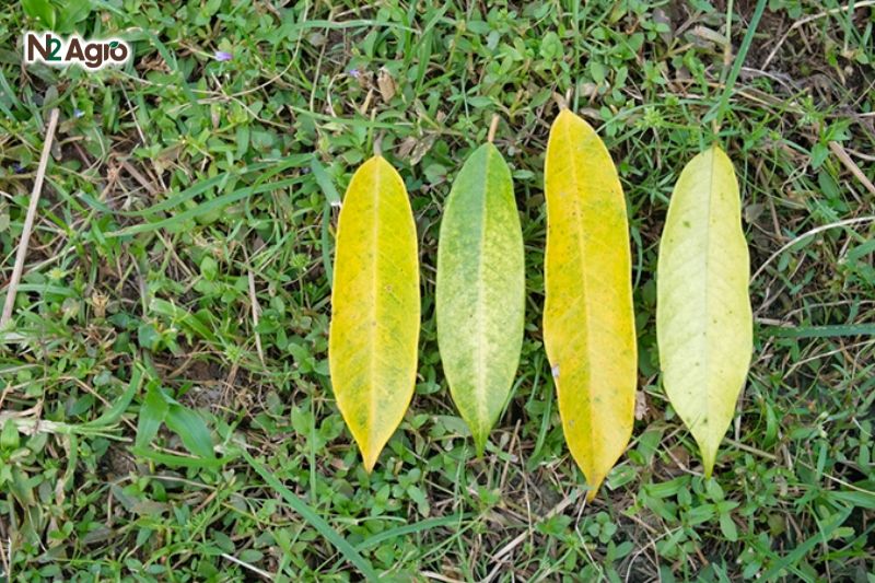 Vàng lá thối rễ sầu riêng: Nguyên nhân & cách phòng trị vang la thoi re sau rieng