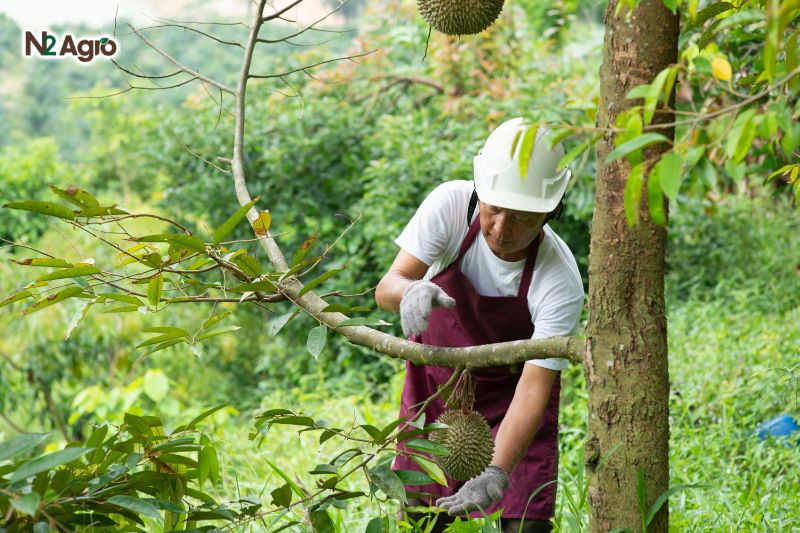 Vàng lá thối rễ sầu riêng: Nguyên nhân & cách phòng trị vang la thoi re sau rieng