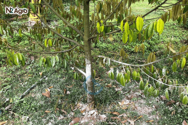Vàng lá thối rễ sầu riêng: Nguyên nhân & cách phòng trị vang la thoi re sau rieng