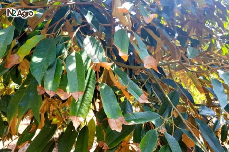 Bệnh cháy lá chết ngọn sầu riêng & cách phòng trị benh chay la chet ngon sau rieng