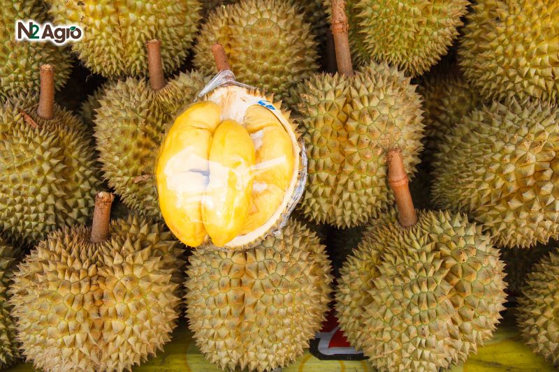 Bệnh cháy lá chết ngọn sầu riêng & cách phòng trị benh chay la chet ngon sau rieng