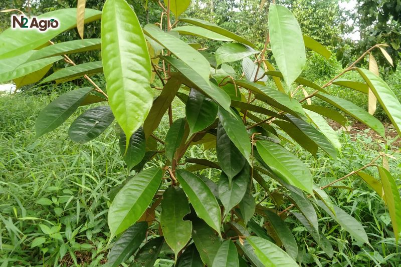 Bệnh cháy lá chết ngọn sầu riêng & cách phòng trị benh chay la chet ngon sau rieng
