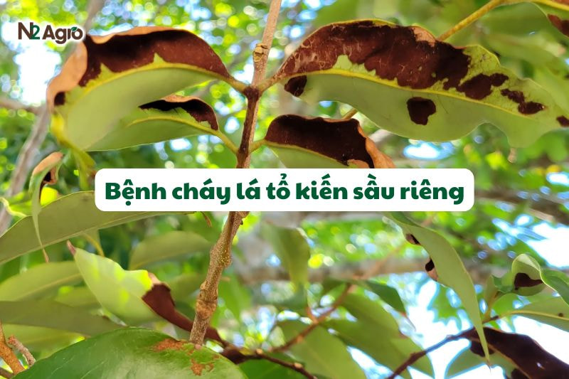 benh chay la to kien sau rieng