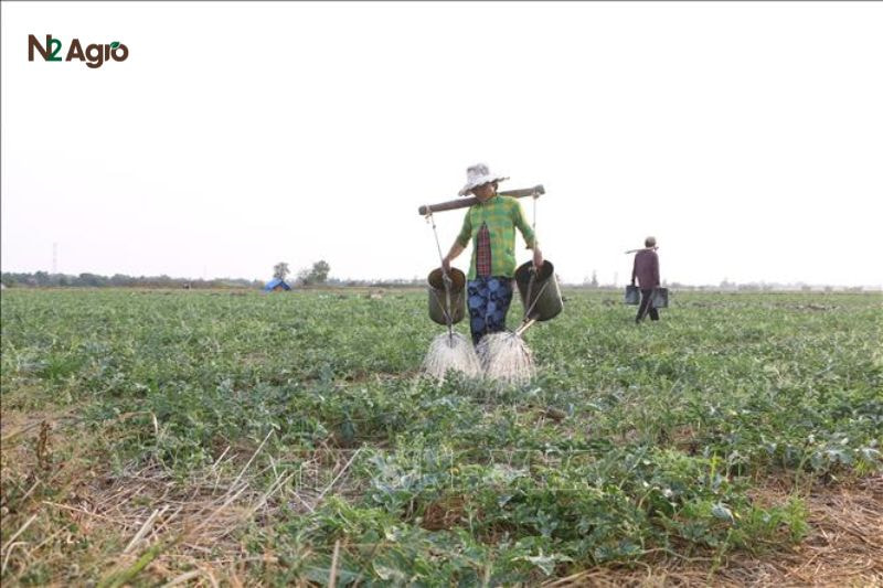 Bệnh chết cây con trên dưa hấu: Nguyên nhân và biện pháp phòng trị hiệu quả : Lên luống cao (25-30 cm), thoát nước tốt, tưới vừa đủ (độ ẩm 70-80%) để tránh ngập úng. Tránh tưới vào chiều tối.
