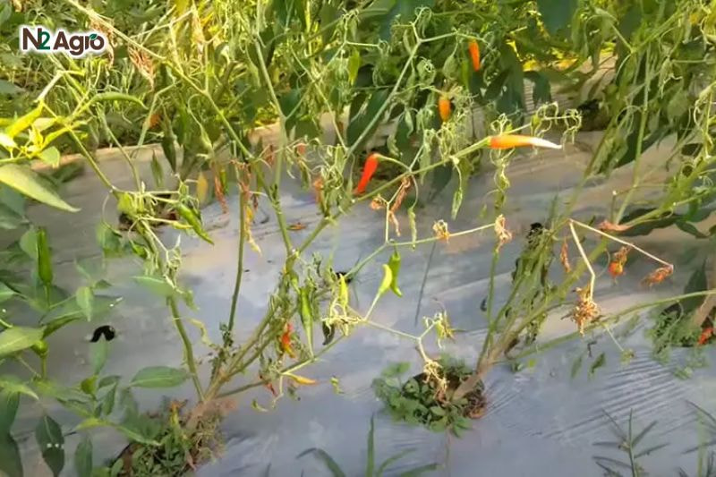 Phòng trừ bệnh chết thân trên cây ớt: Biện pháp hiệu quả cho vụ mùa Cây ớt nhiễm bệnh héo rũ, chết dần, làm giảm năng suất 50-70%, thậm chí mất trắng ở những vườn bị nhiễm nặng.