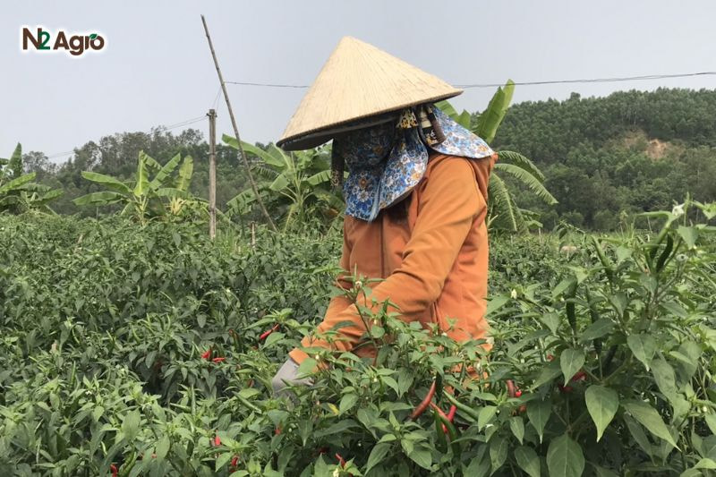 Phòng trừ bệnh chết thân trên cây ớt: Biện pháp hiệu quả cho vụ mùa Nhổ bỏ và tiêu hủy cây ớt nhiễm bệnh, tránh để nấm lây lan sang cây khỏe