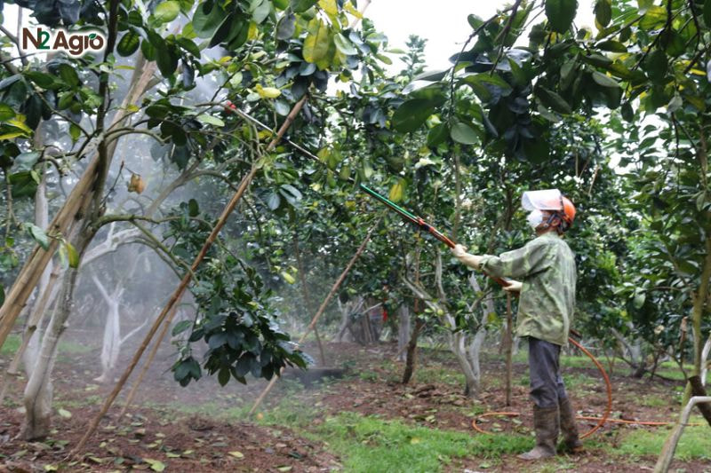 Bệnh ghẻ nhám trên bưởi: Nhận diện và biện pháp quản lý hiệu quả Bệnh ghẻ nhám trên bưởi