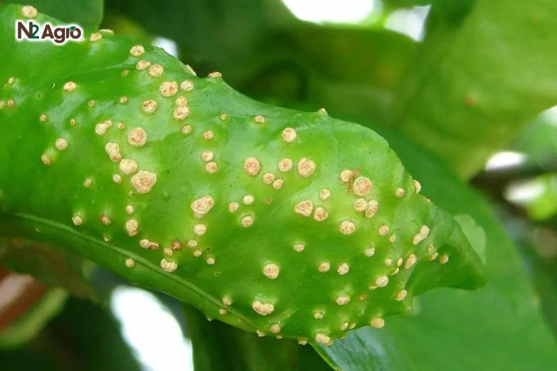 Bệnh ghẻ nhám trên bưởi: Nhận diện và biện pháp quản lý hiệu quả Bệnh ghẻ nhám trên bưởi