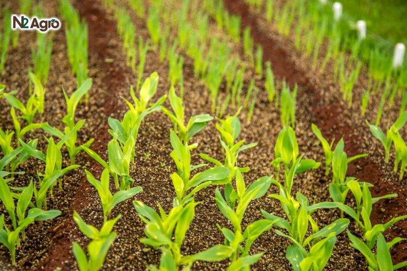 5 loại bệnh hại mùa mưa phổ biến cần quan tâm benh hai mua mua