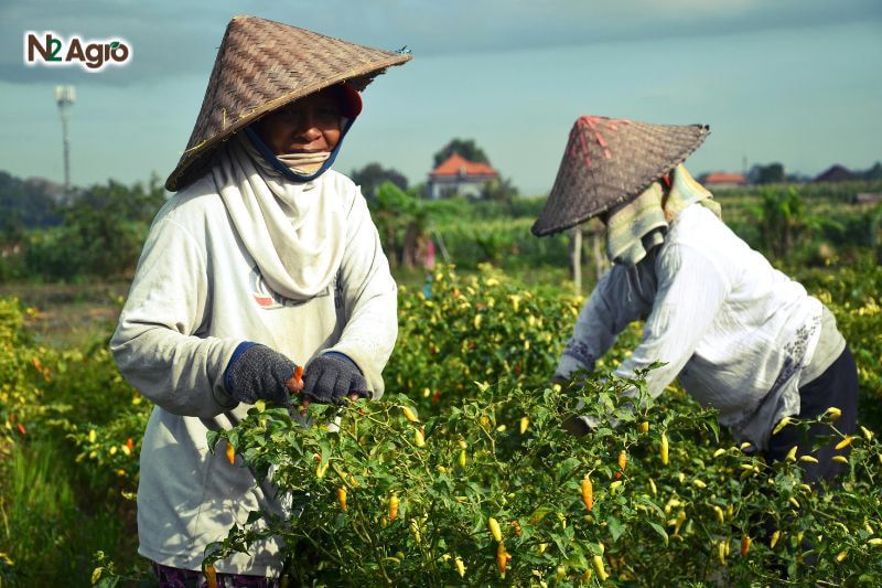 Bệnh héo xanh trên ớt benh heo xanh tren ot