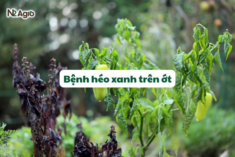 benh heo xanh tren ot