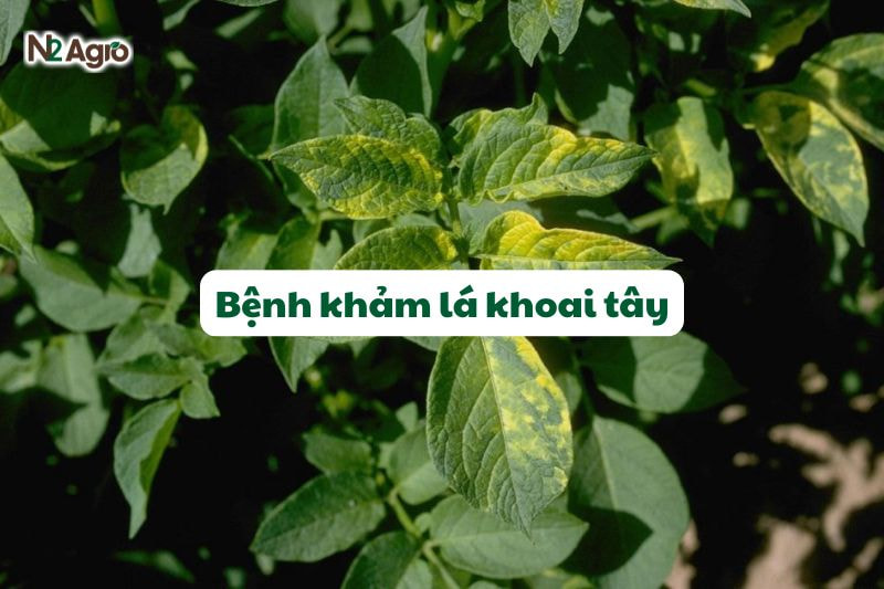 Bệnh khảm lá khoai tây