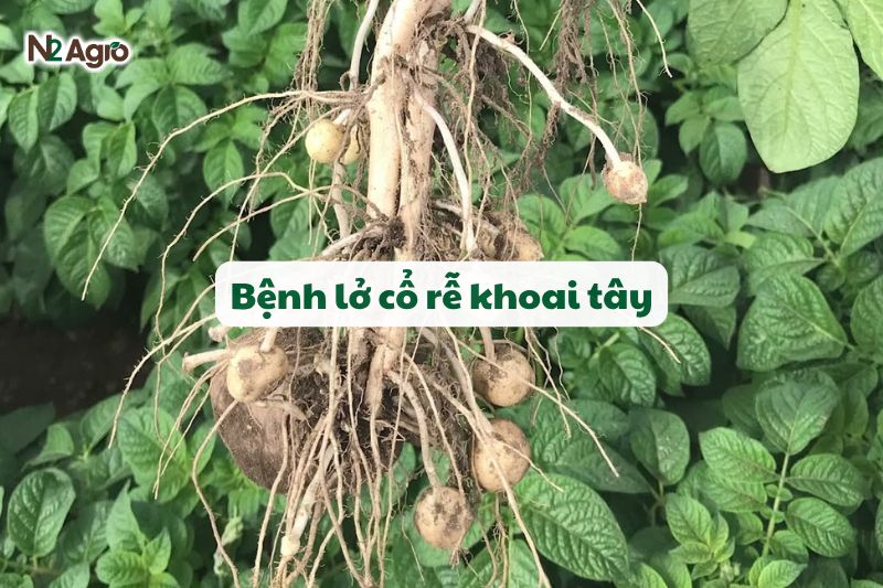 benh lo co re khoai tay