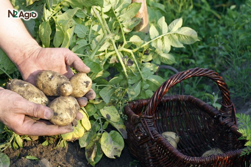 Bệnh lở cổ rễ khoai tây benh lo co re khoai tay