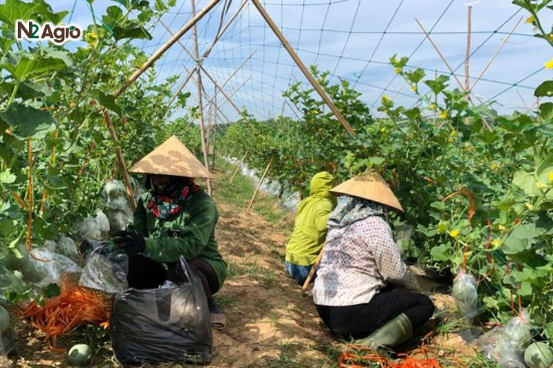 Phòng trừ bệnh lở cổ rễ trên dưa lưới: Biện pháp hiệu quả cho vụ mùa Dọn sạch cỏ dại, tàn dư thực vật, rơm rạ sau vụ mùa.